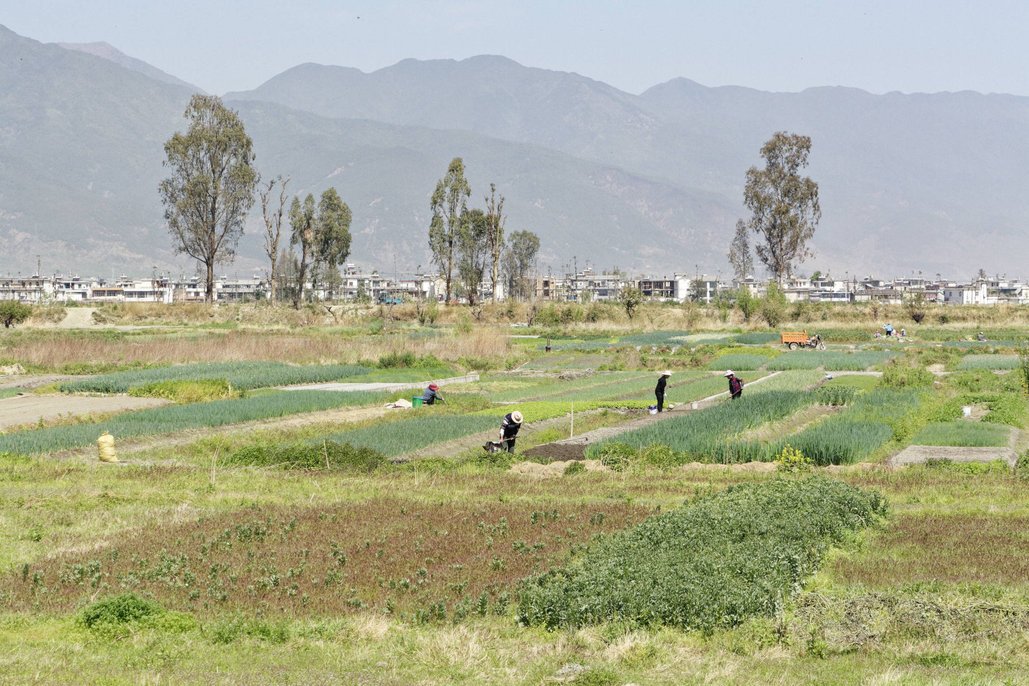 Cultures autour de Dali Yunnan