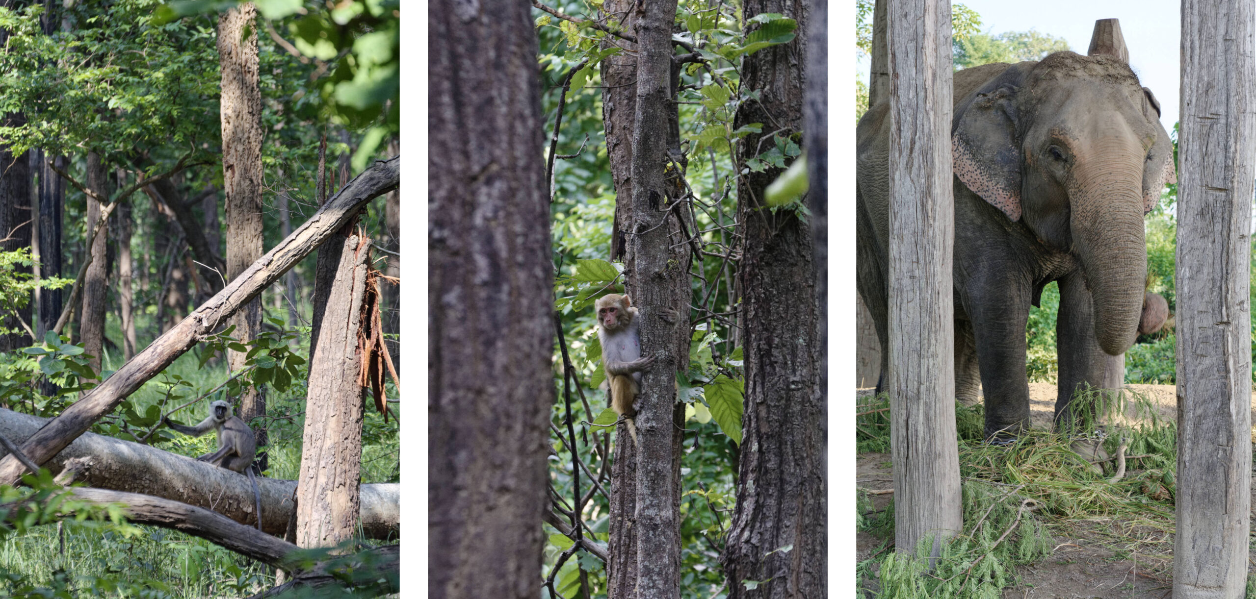 Singes et éléphant