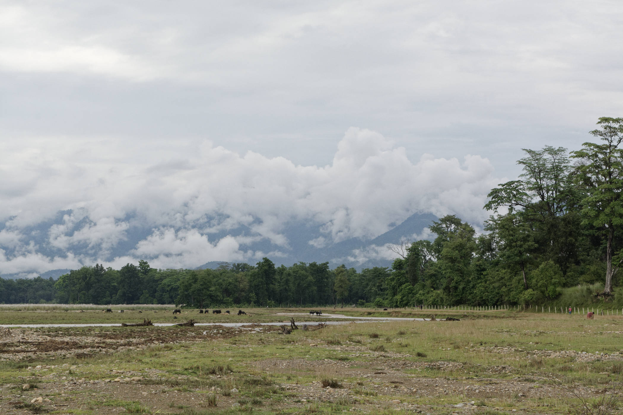 Jungle et nuages Bardia Népal
