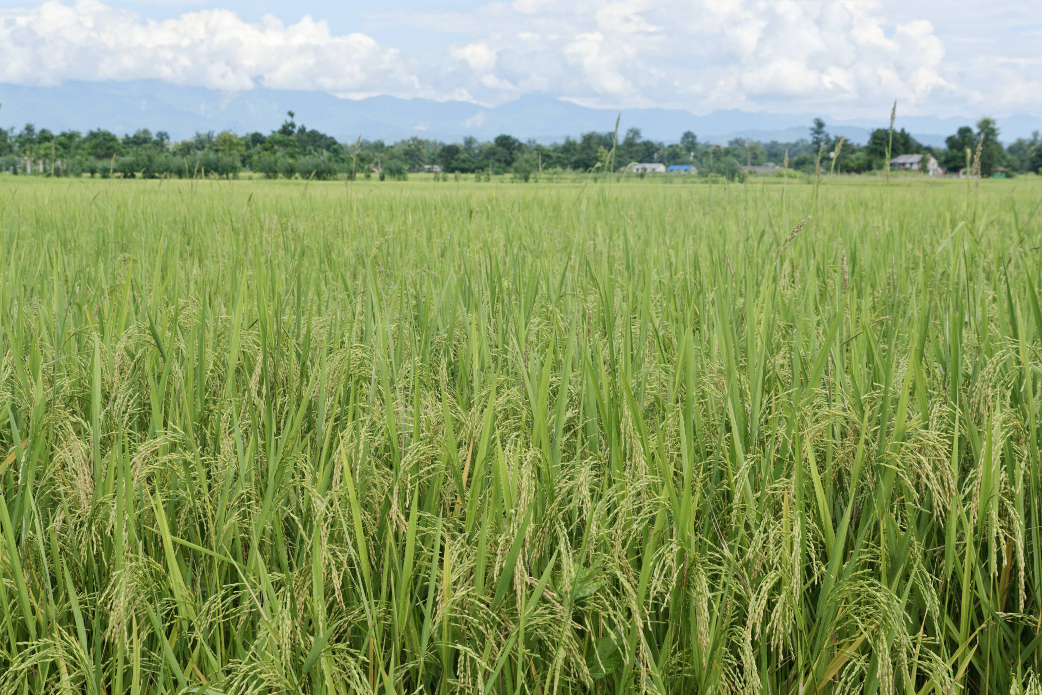Rizière Bardia Népal