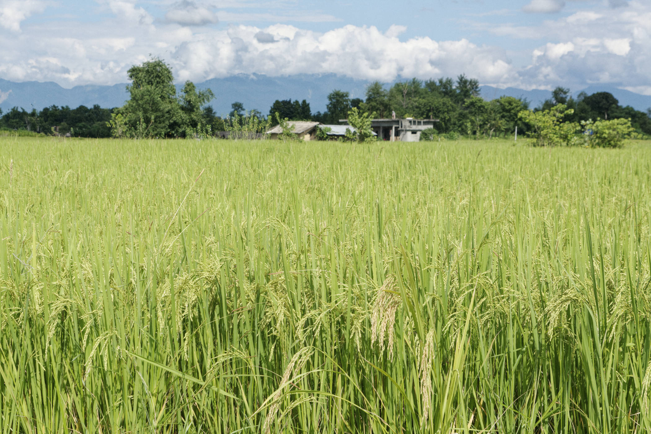 Rizière Bardia Népal