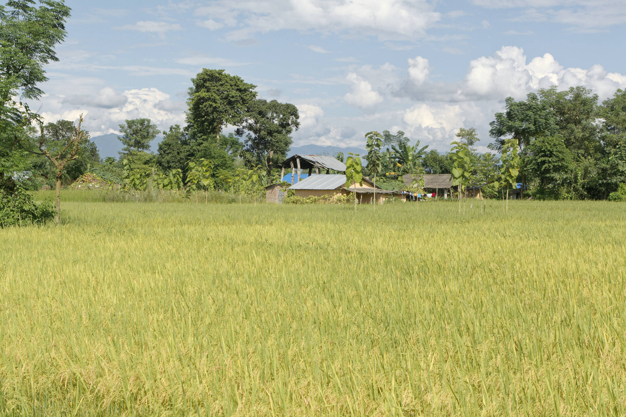 Rizière Bardia Népal