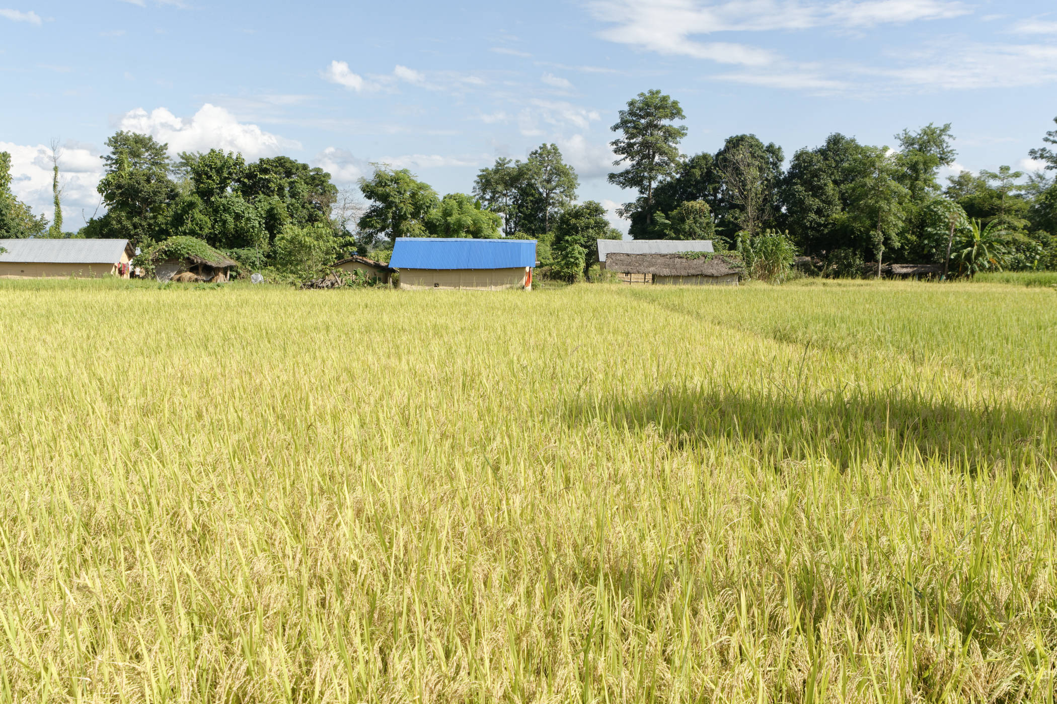 Rizière Bardia Népal