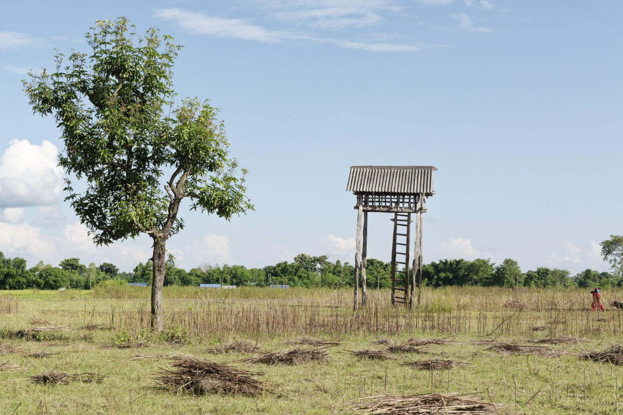 Guérite d'observation Bardia Népal