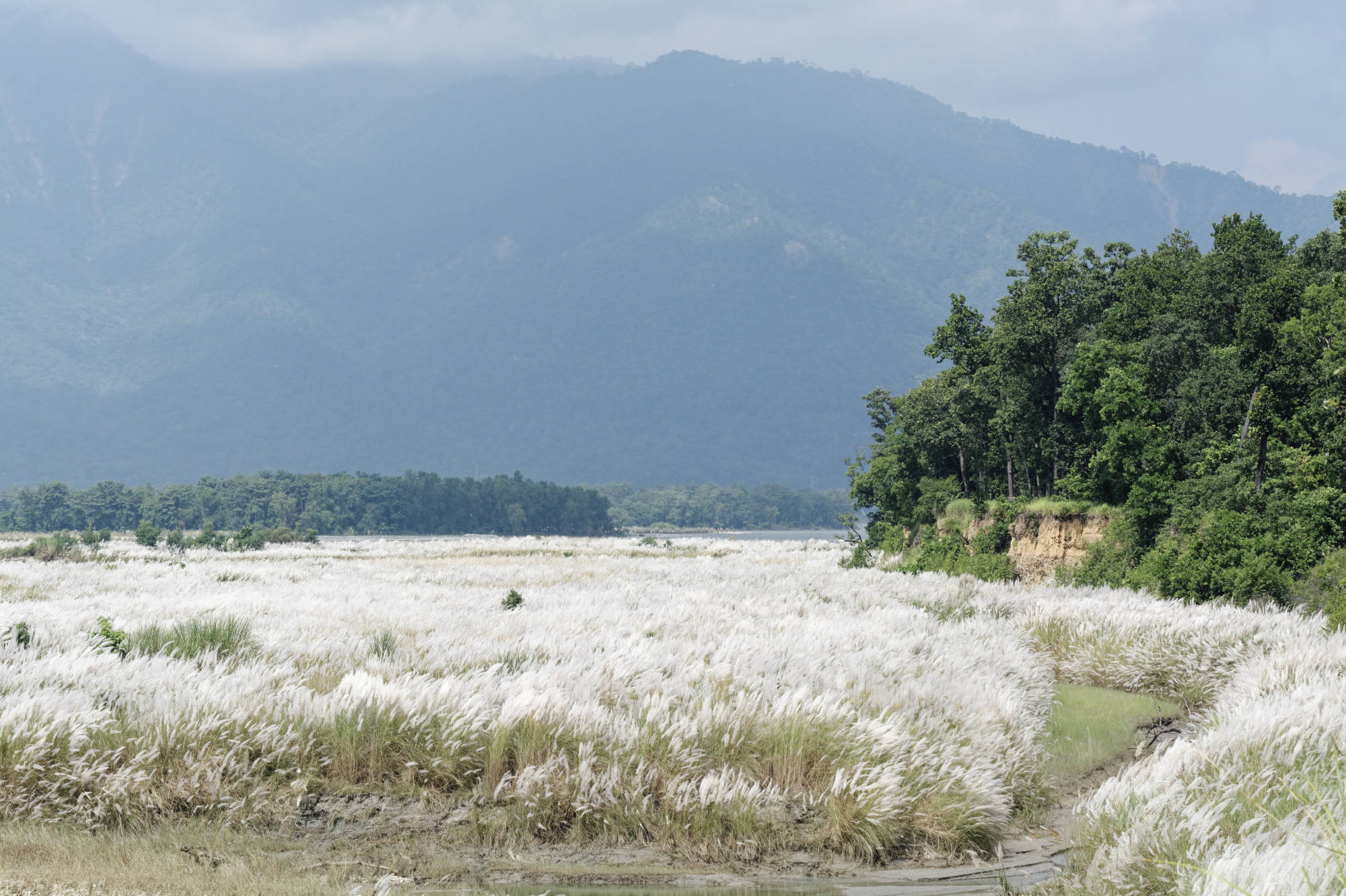 Roseaux parc de Bardia Népal