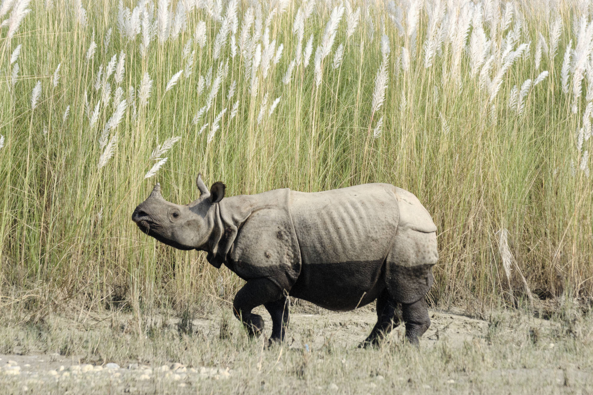 Rhinoceros Bardia Népal