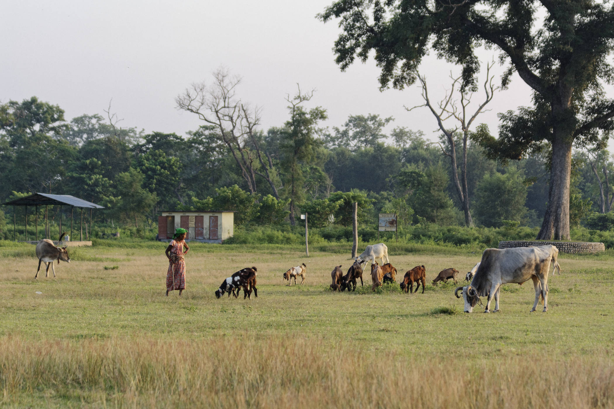Bergère Bardia Népal