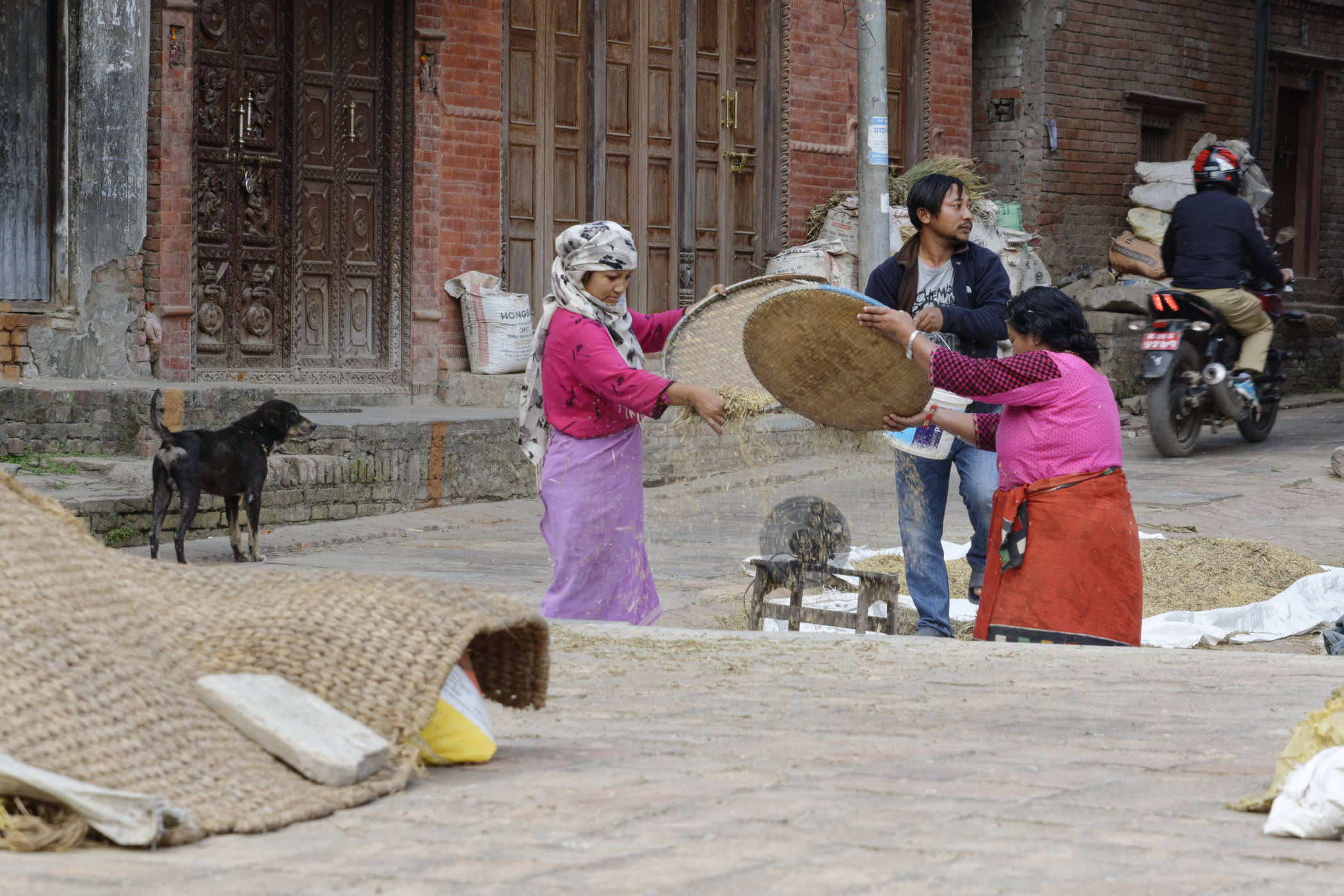 Saison des moissons Bhaktapur