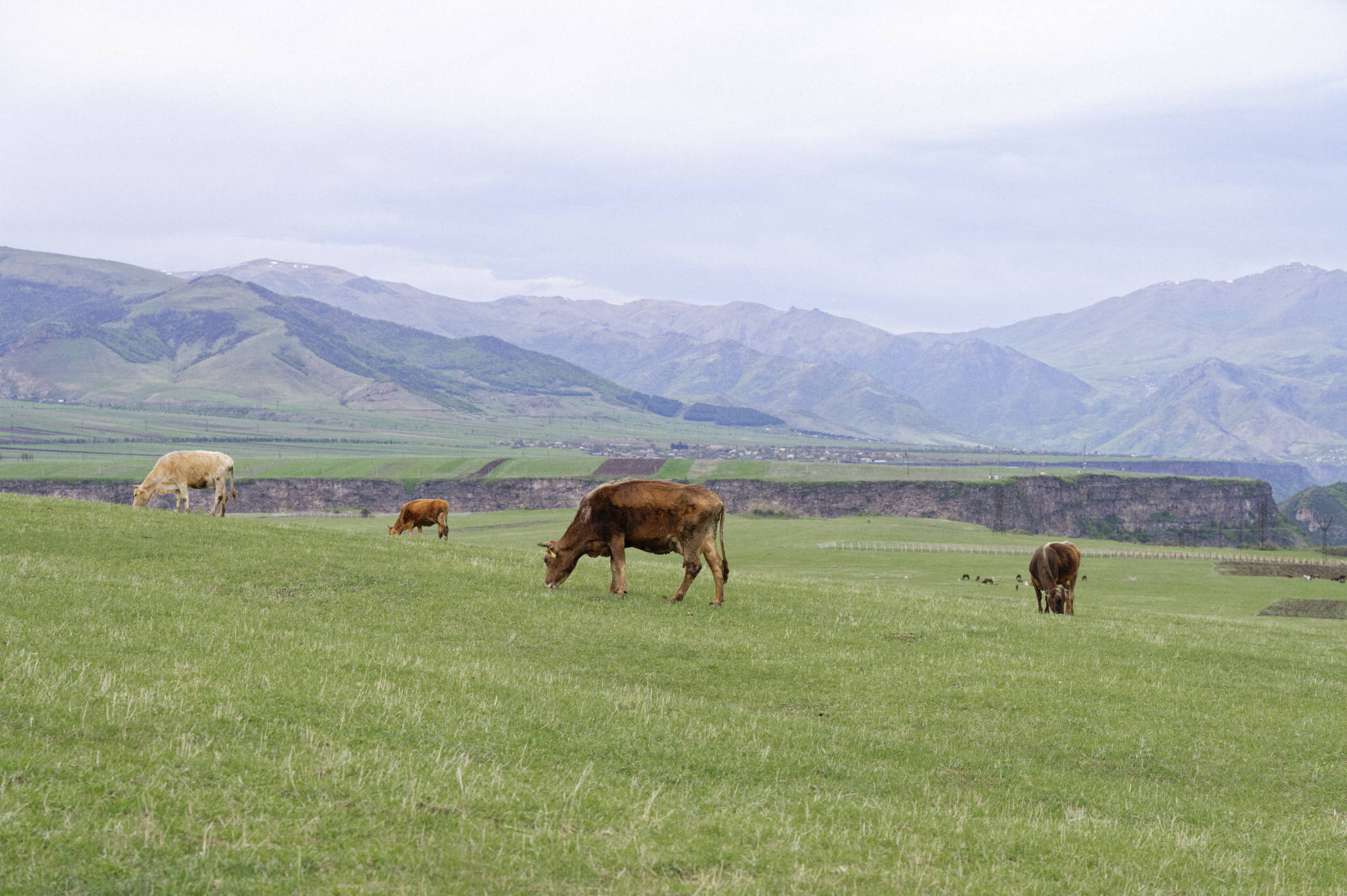 Vaches broutant sur le plateau de Dsegh dans la région de Lori